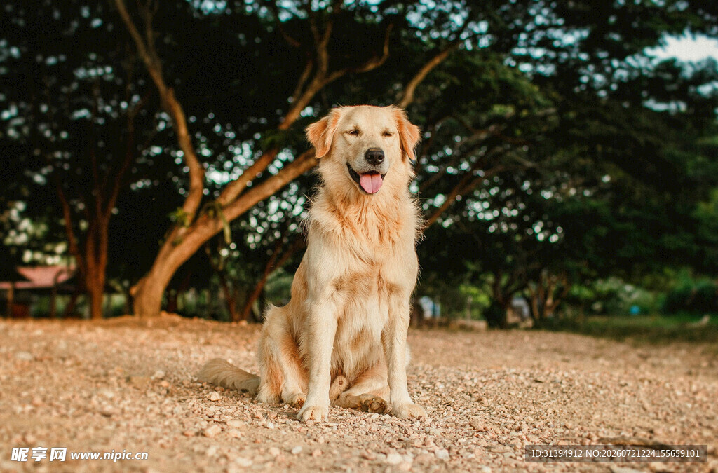 阳光下的可爱金毛犬