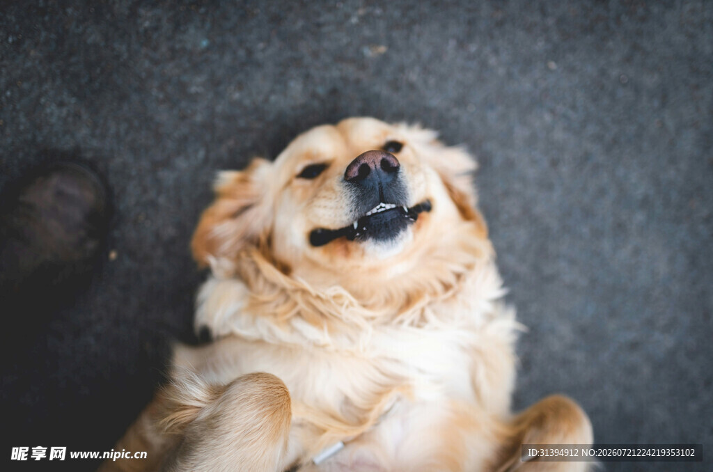 仰头微笑的金毛犬