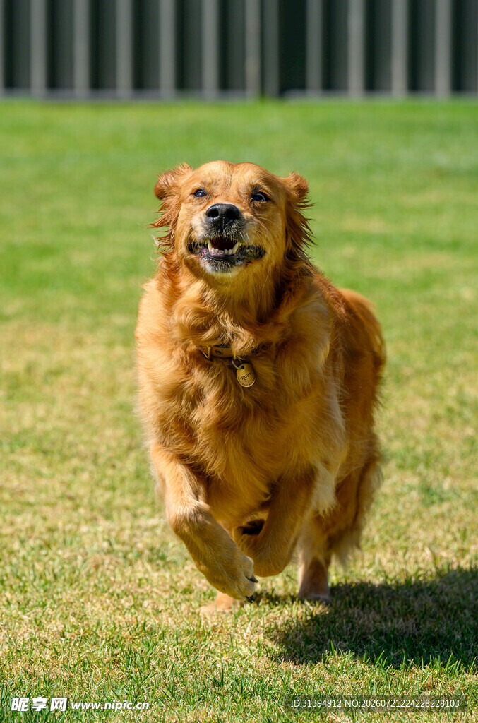 金毛犬在草地欢快奔跑
