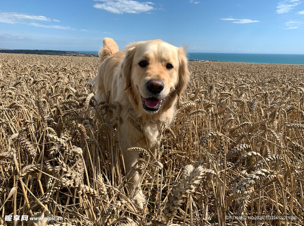 麦田中的快乐金毛犬