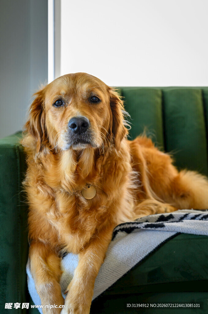 沙发上的金毛犬