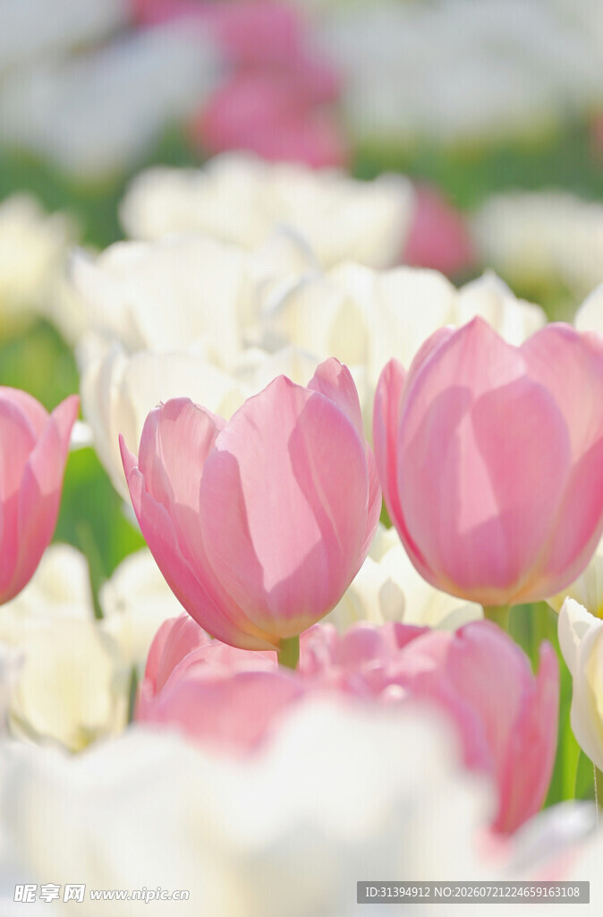 粉色白色郁金香花海