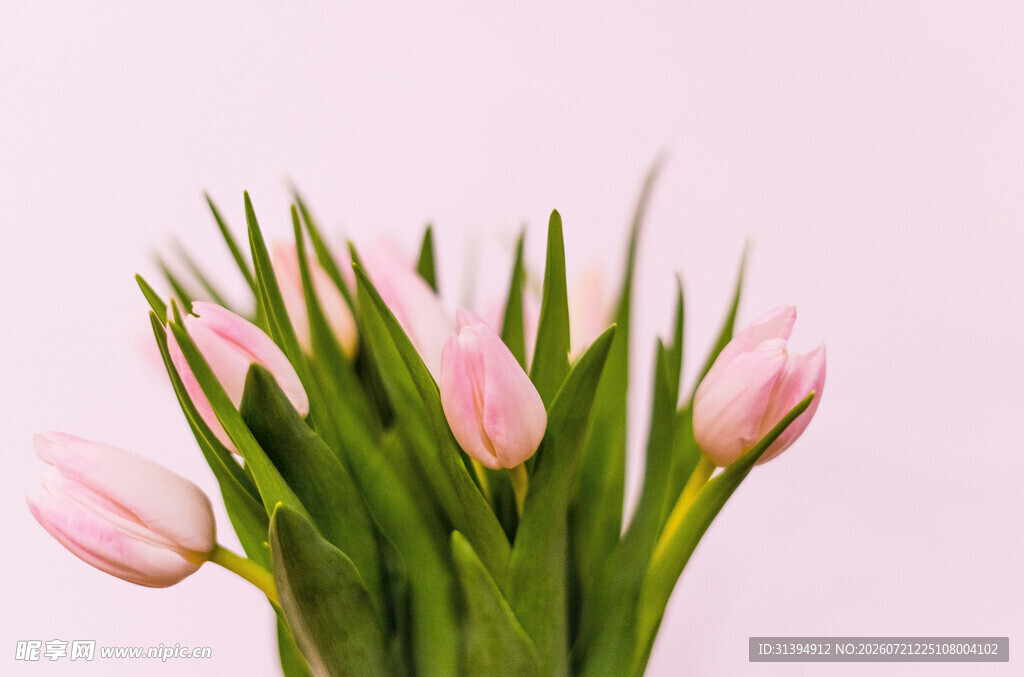 粉色郁金香花束