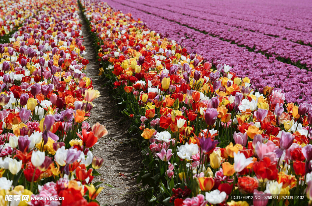 多彩郁金香花田美景