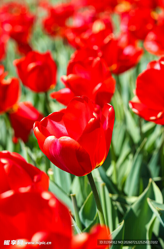 鲜艳红郁金香花海