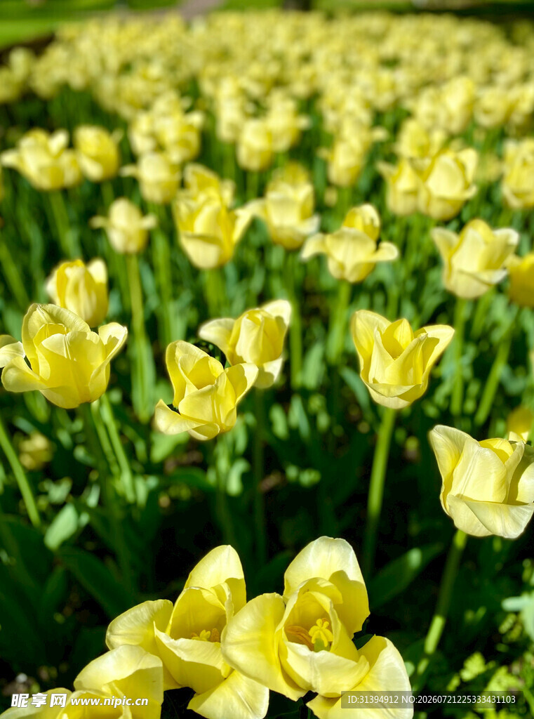 黄色郁金香花海