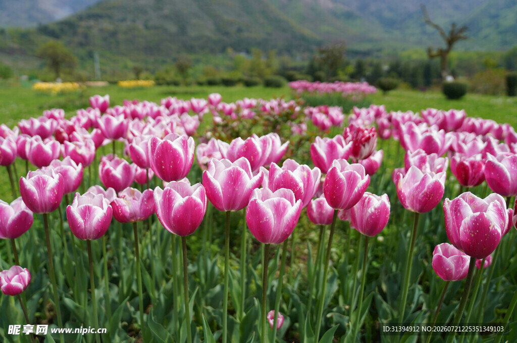 粉色郁金香花海美景