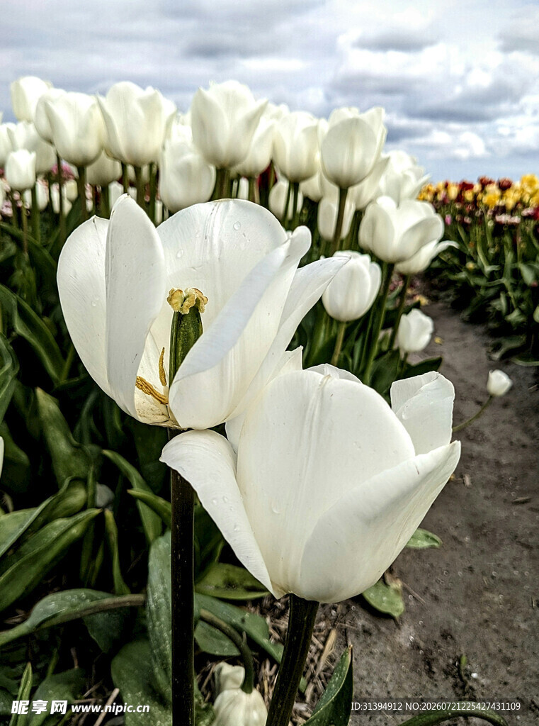 白色郁金香花海美景