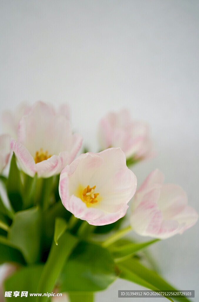 粉色郁金香花朵特写