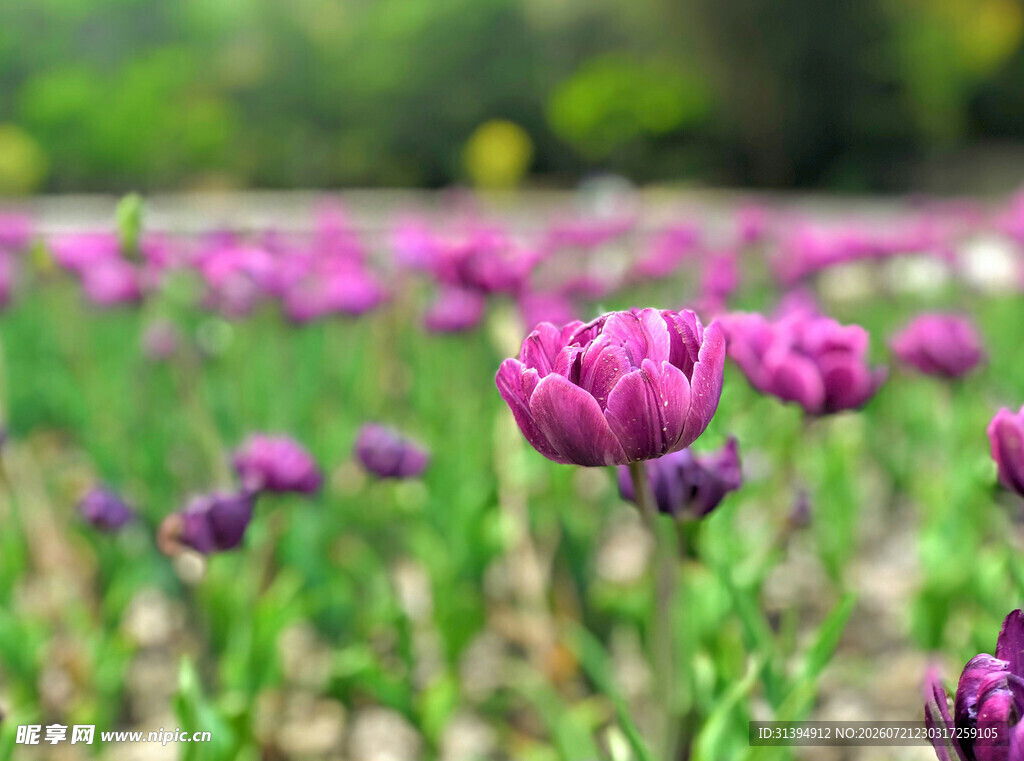 紫色郁金香花海绽放