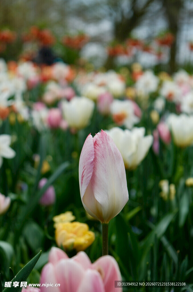 多彩郁金香花田美景