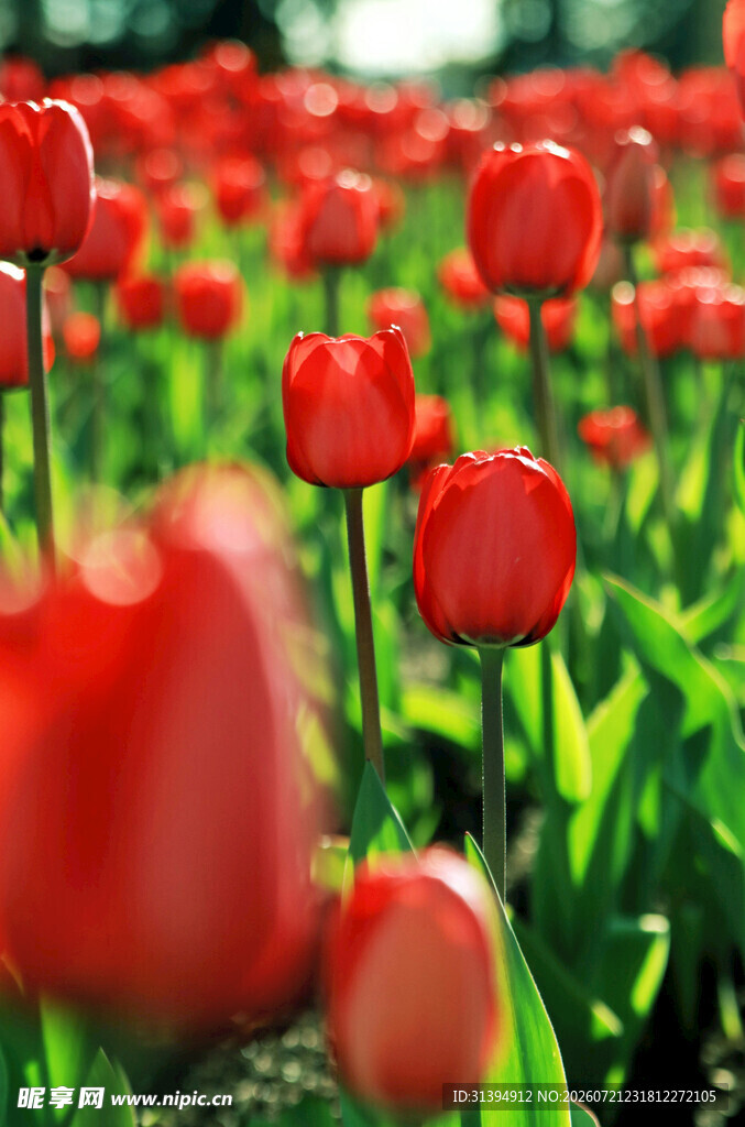 鲜艳红郁金香花海