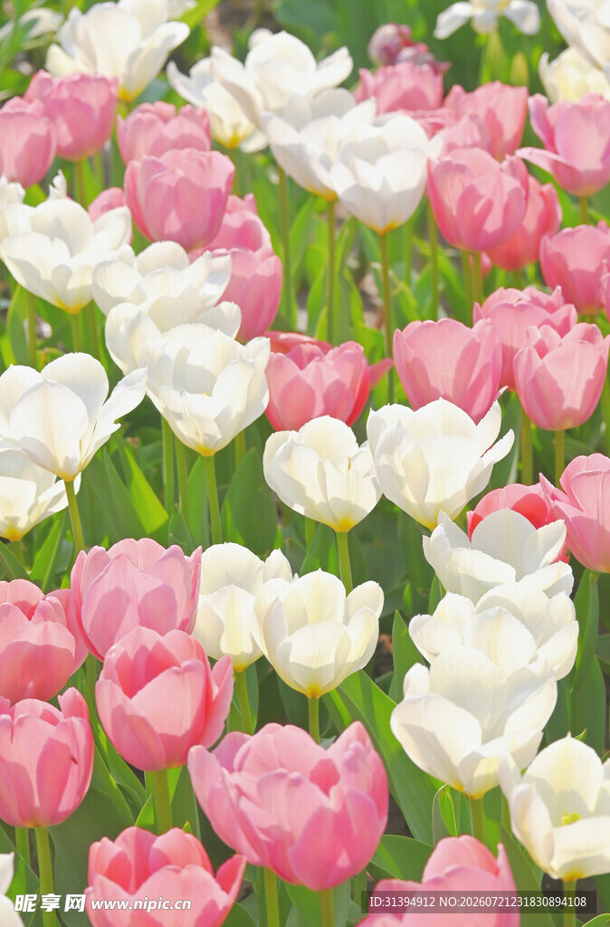 缤纷郁金香花海