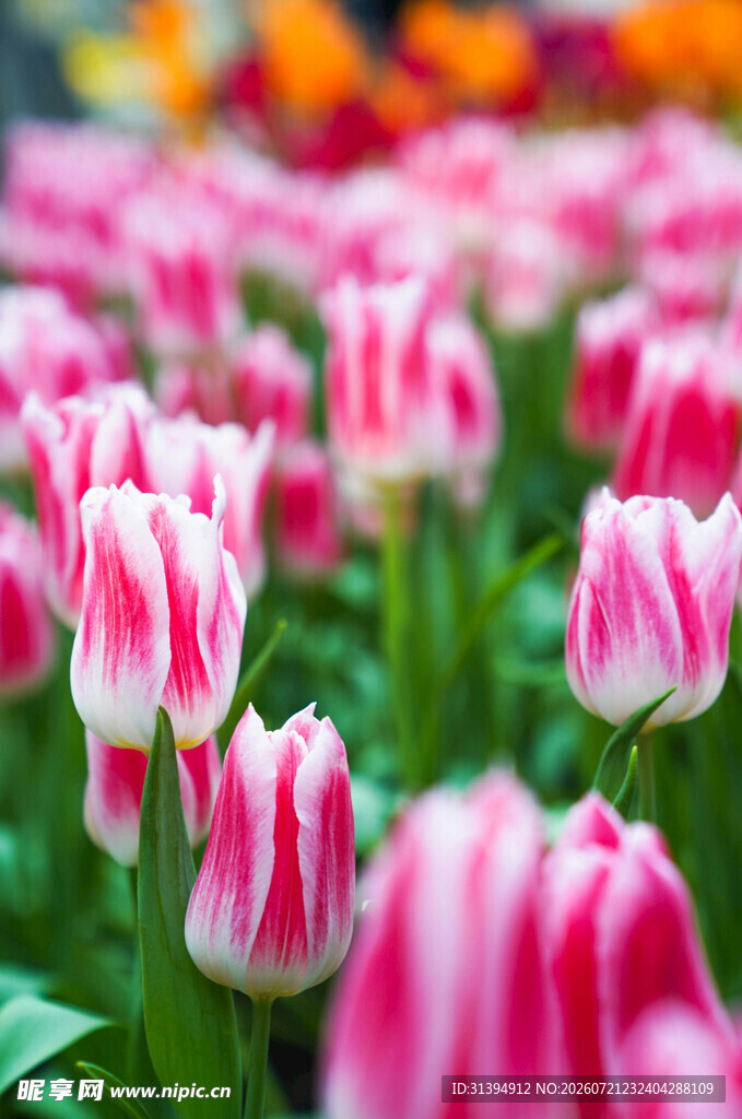 粉色条纹郁金香花海