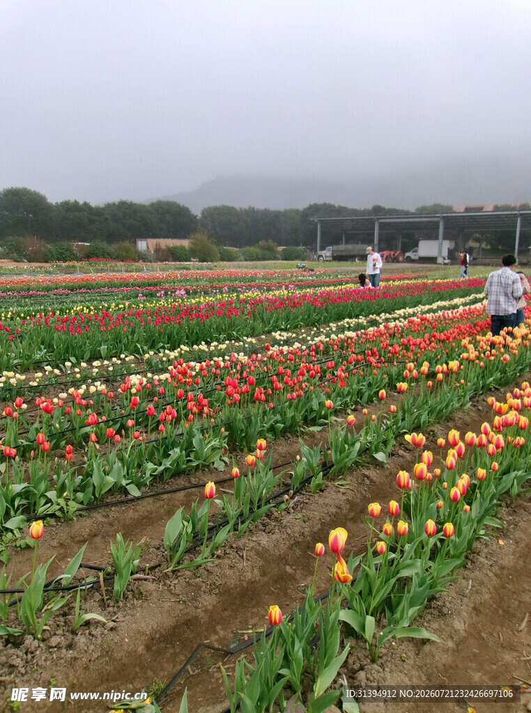 多彩郁金香花田美景