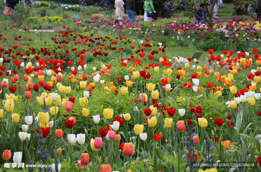 多彩郁金香花海景观