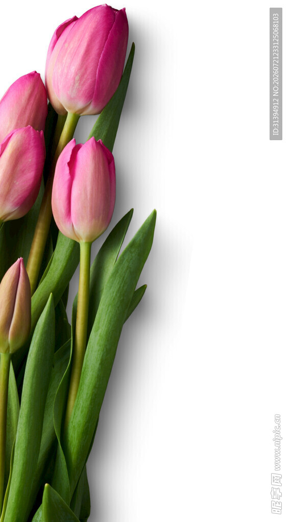 粉色郁金香花束