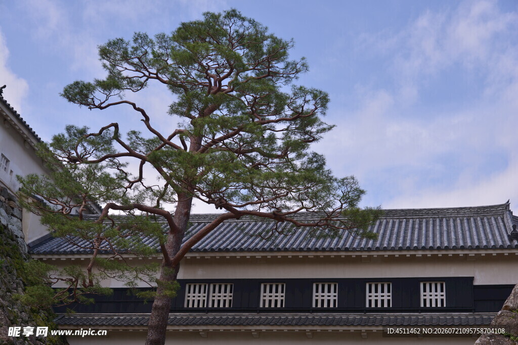 日式庭院中的苍松与建筑