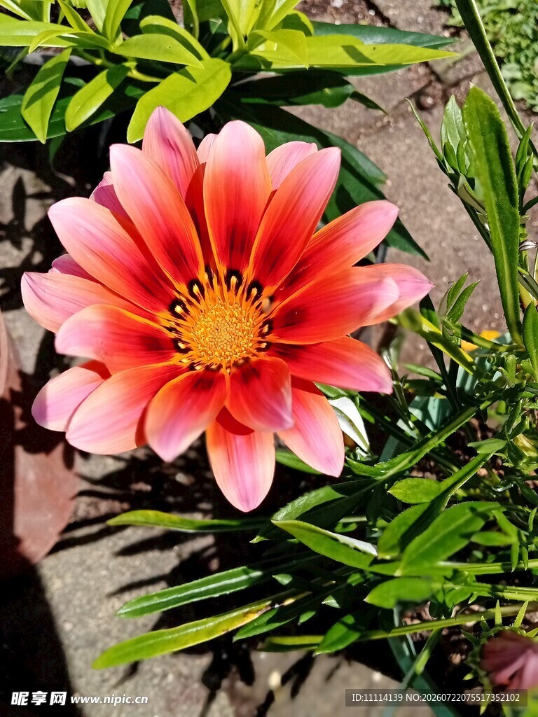 娇艳绽放的粉色非洲菊