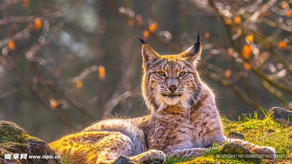 阳光下休憩的山猫