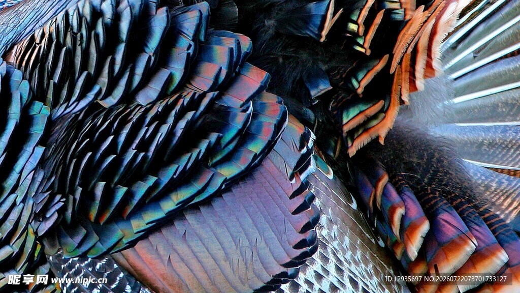 鸟类羽毛特写