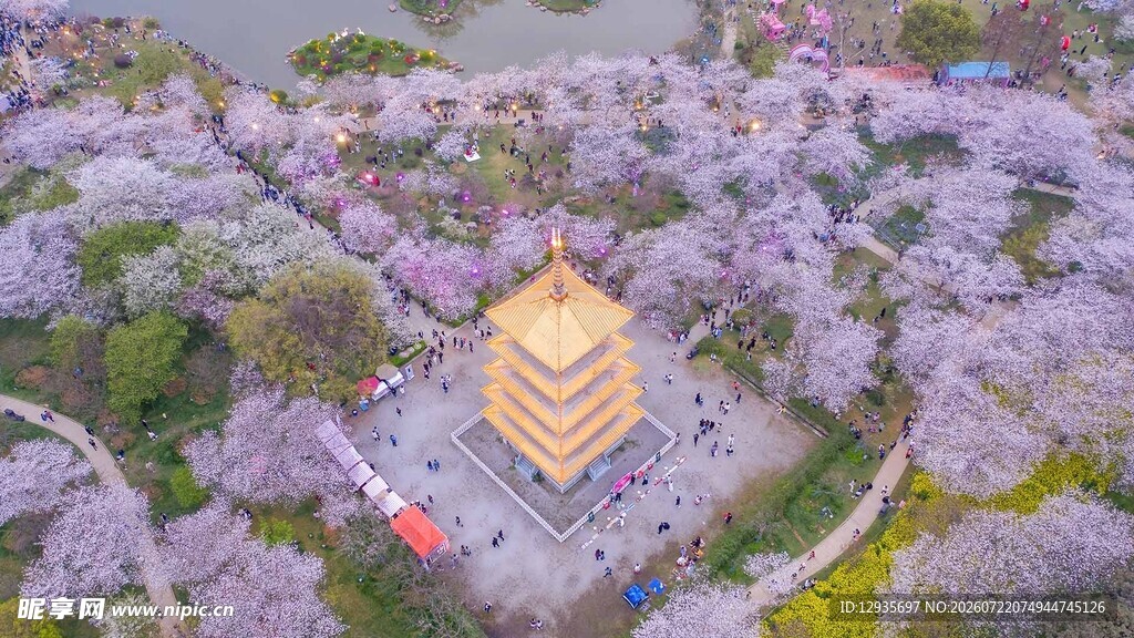 黄鹤楼畔樱花