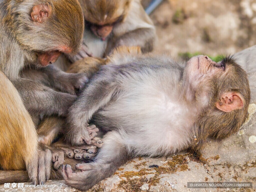 猴子躺地享受同伴梳理毛发