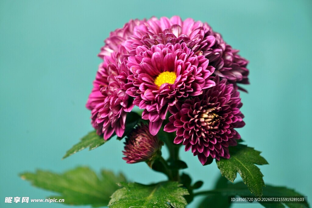 紫色菊花特写