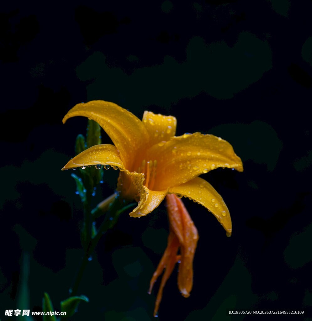 黄色绽放的美丽萱草花