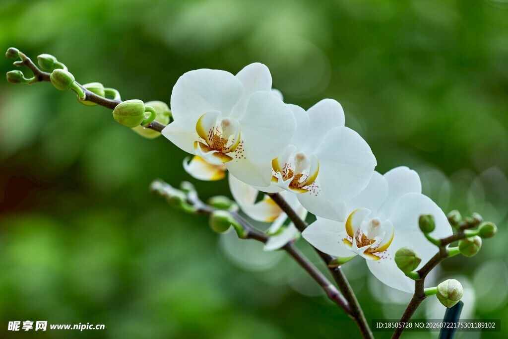 白色兰花特写