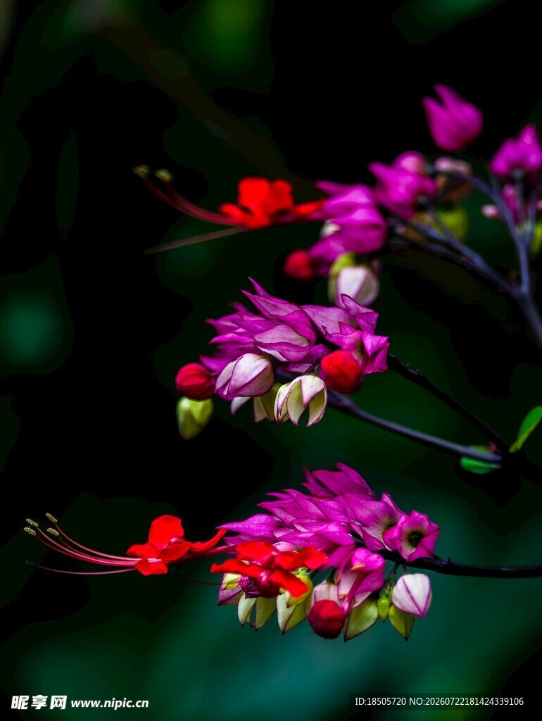 红萼龙吐珠