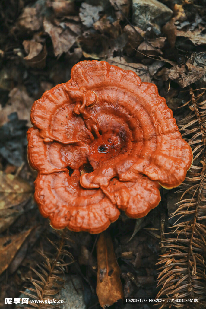 野生灵芝特写