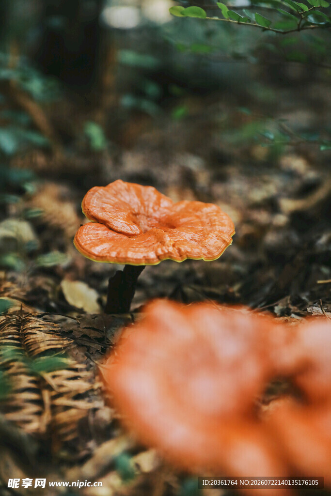 森林中的橙红色蘑菇
