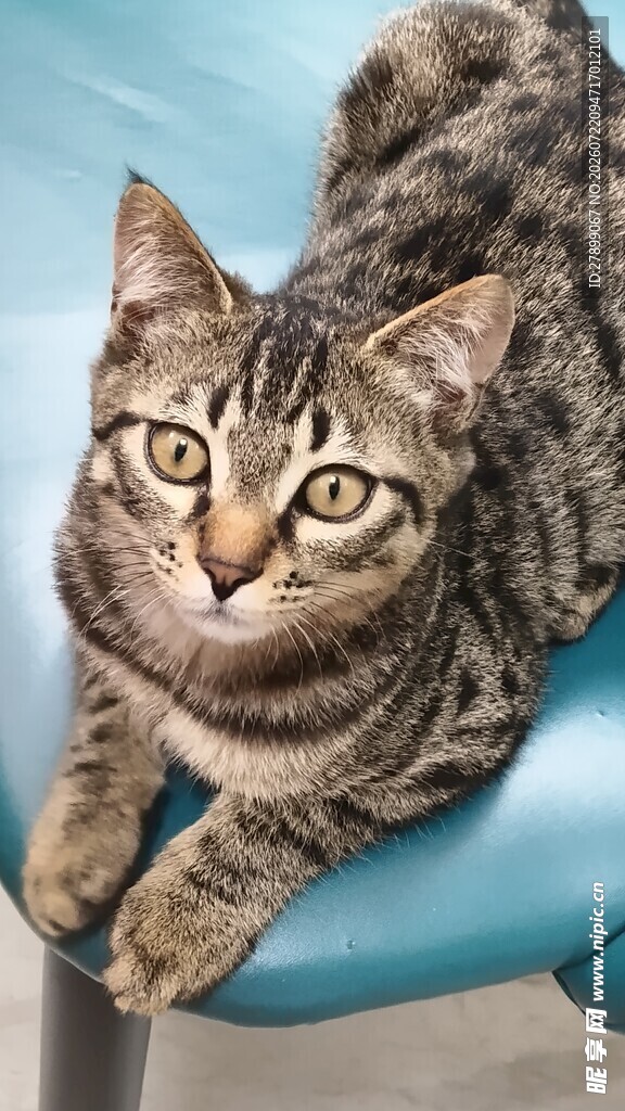 蓝椅上的斑纹猫咪