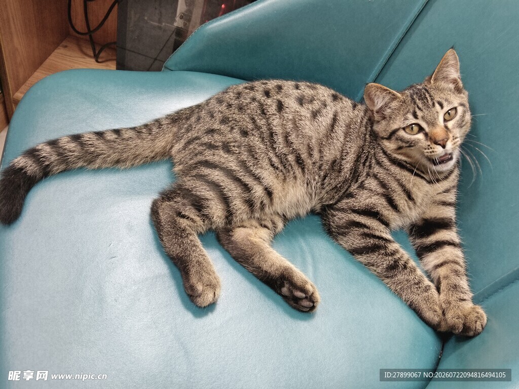 慵懒猫咪惬意躺沙发