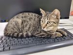 猫咪惬意趴键盘