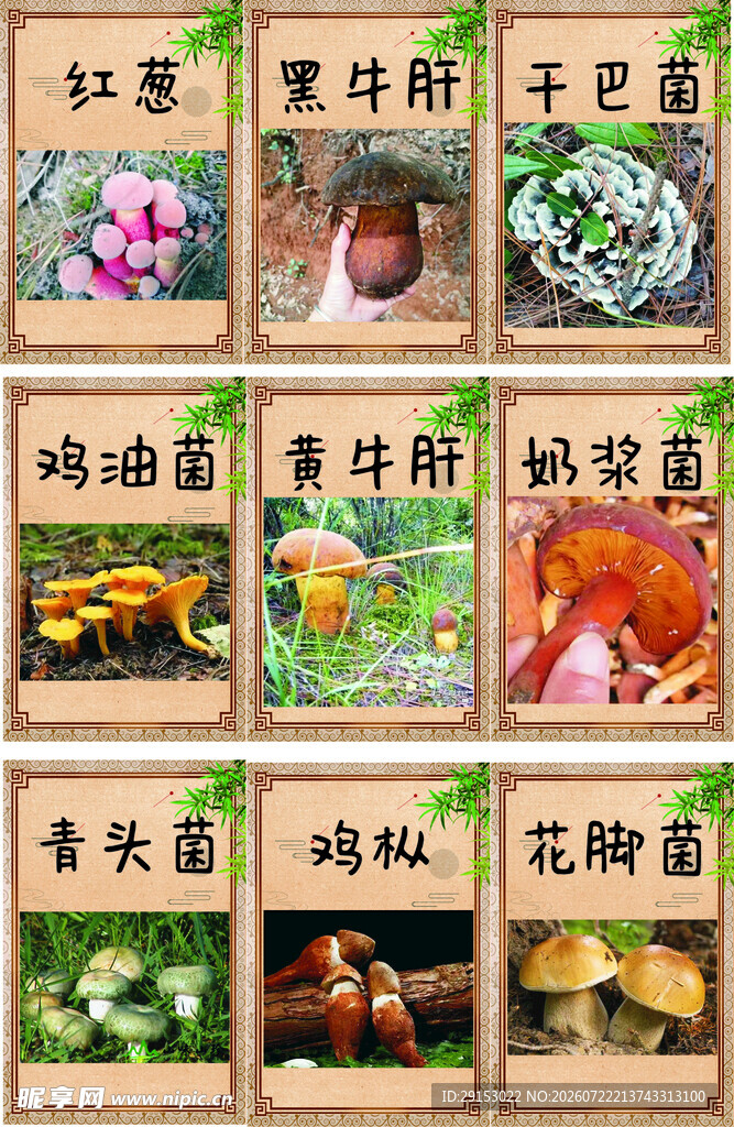野生菌