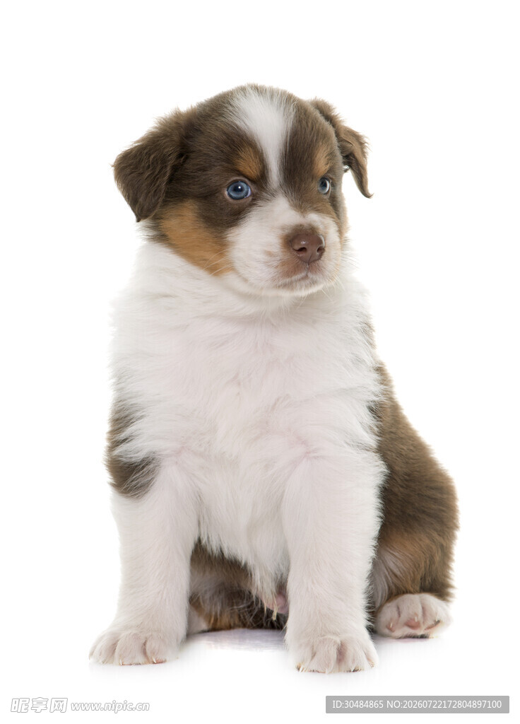 可爱三色牧羊犬