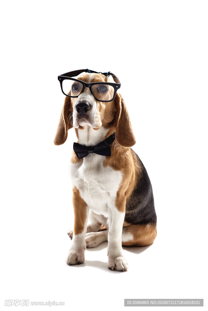 戴眼镜的比格犬