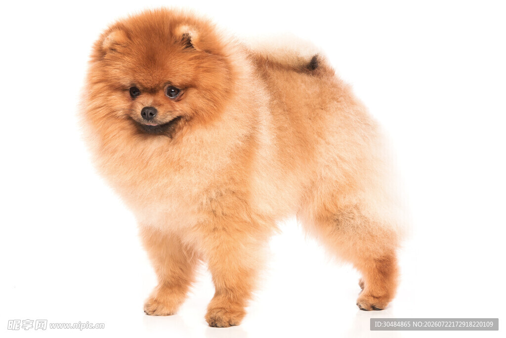 可爱博美犬站立姿态展示