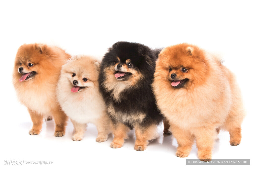 可爱博美犬列队