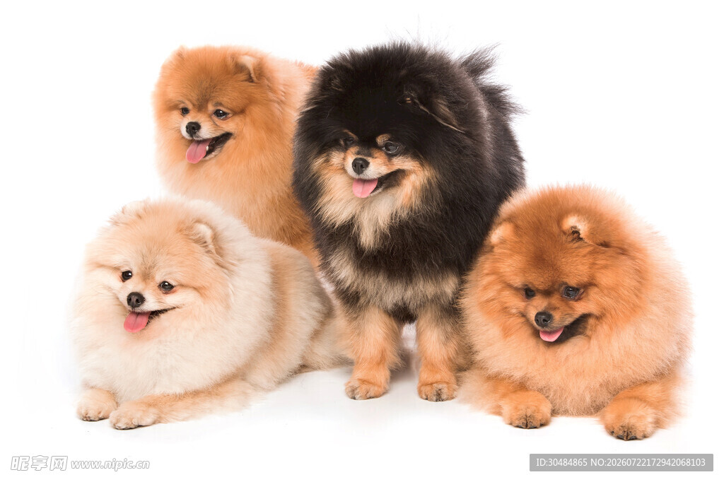 可爱博美犬群像