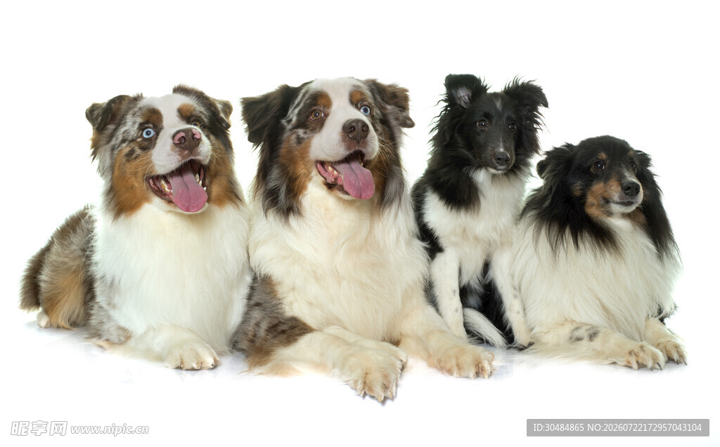 三只可爱萌犬同框