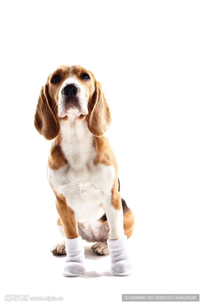 比格犬