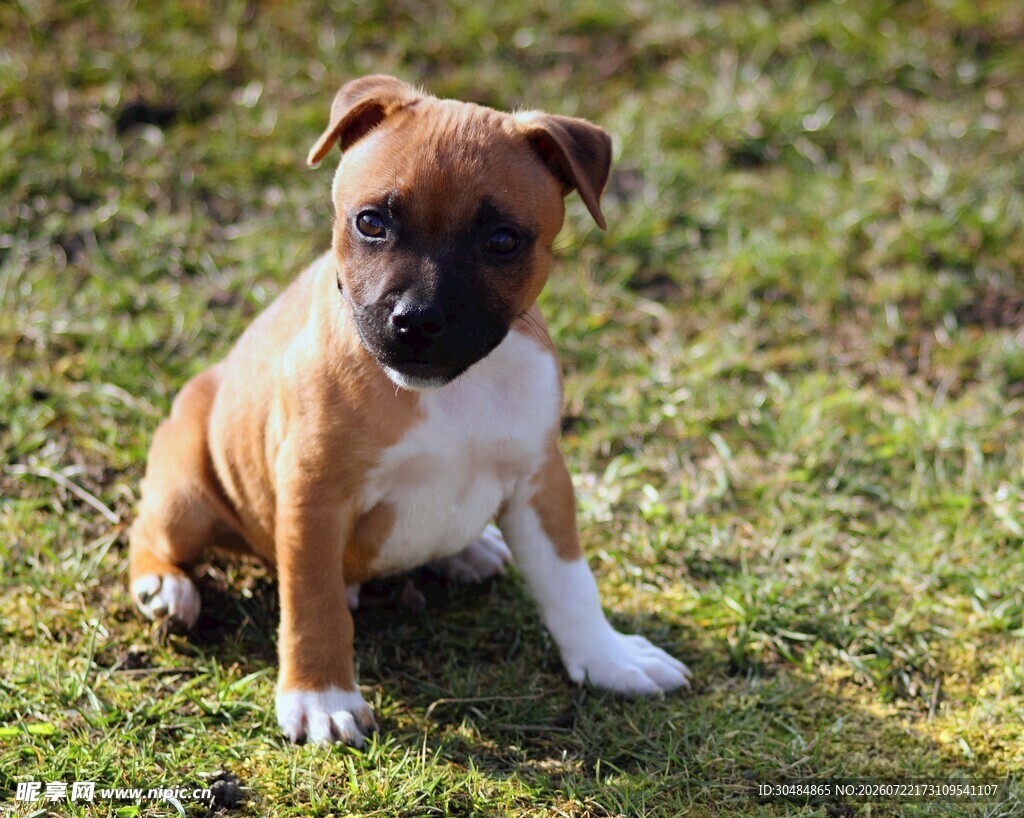 可爱幼犬端坐绿草地上