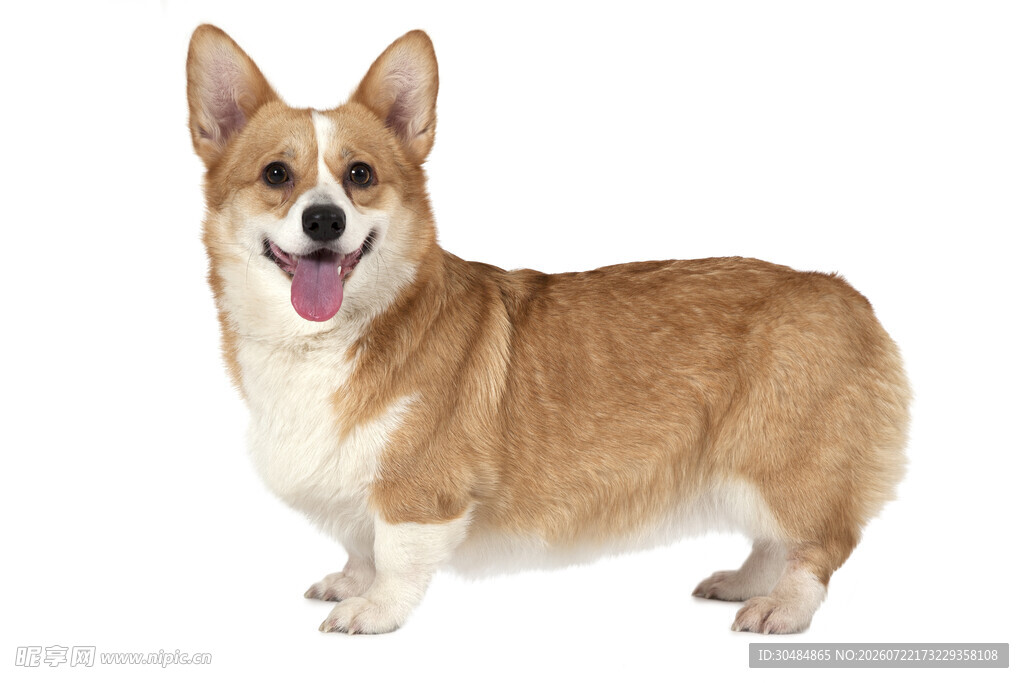 可爱柯基犬站立卖萌