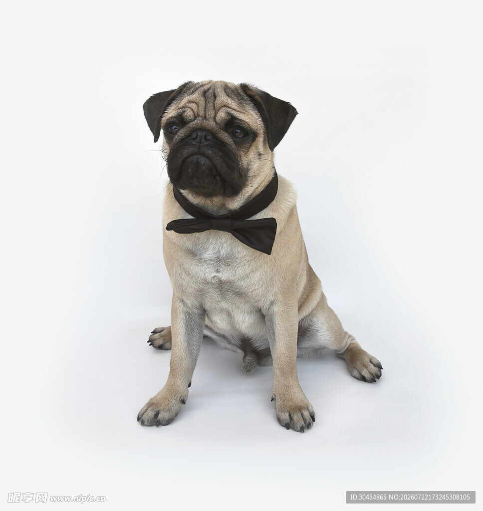 戴领结的可爱巴哥犬
