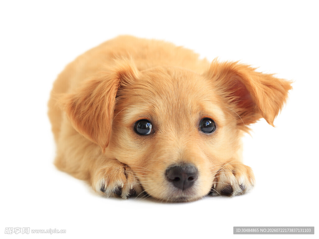 趴着的可爱小黄狗