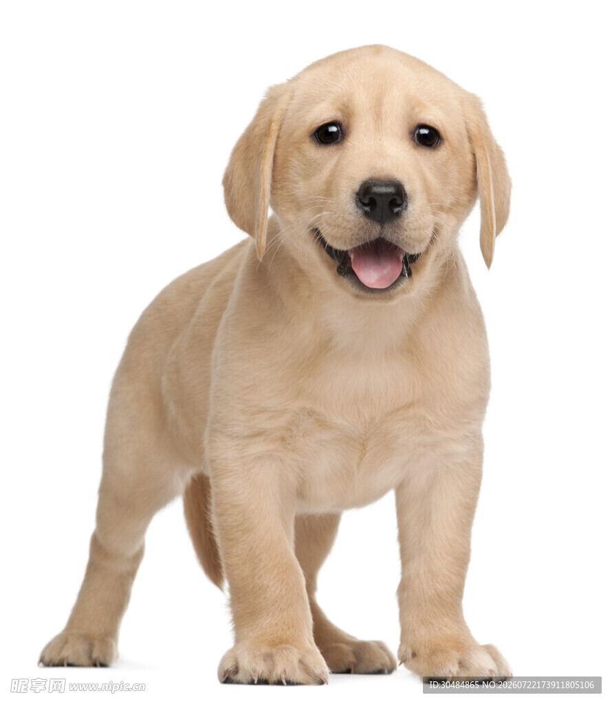 可爱拉布拉多幼犬