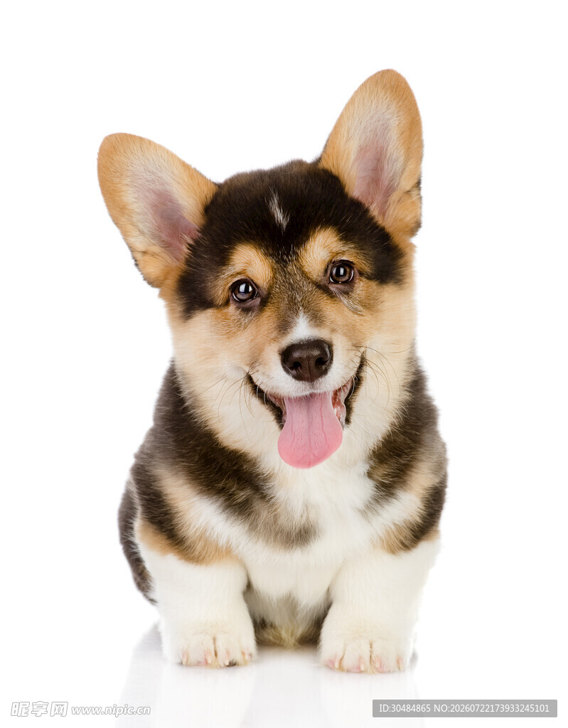 可爱柯基犬吐舌卖萌